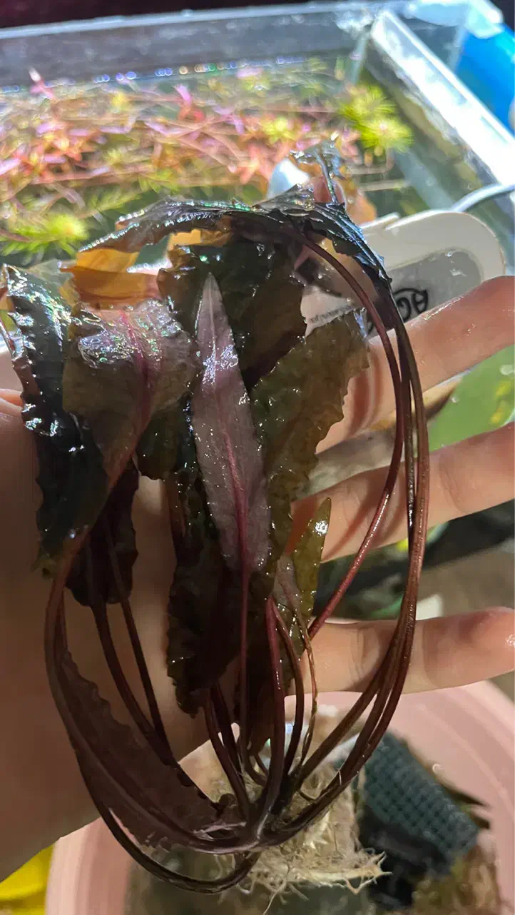 گیاه کریپتون تثبیت شدکمیاب با ریشه بلند فقط دو عدد|ماهی|تبریز, |دیوار