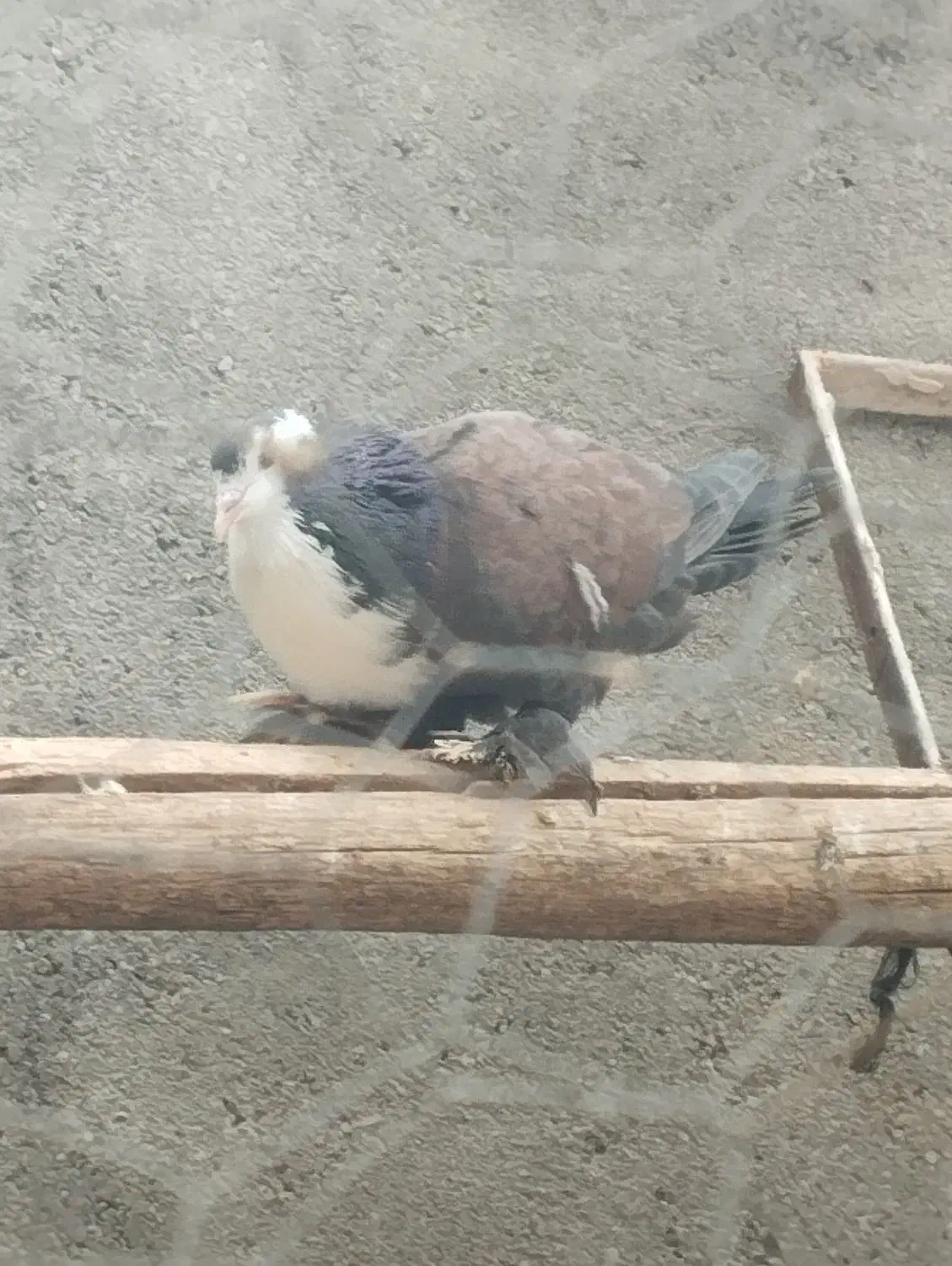 کبوتر|حیوانات|کاشمر, |دیوار