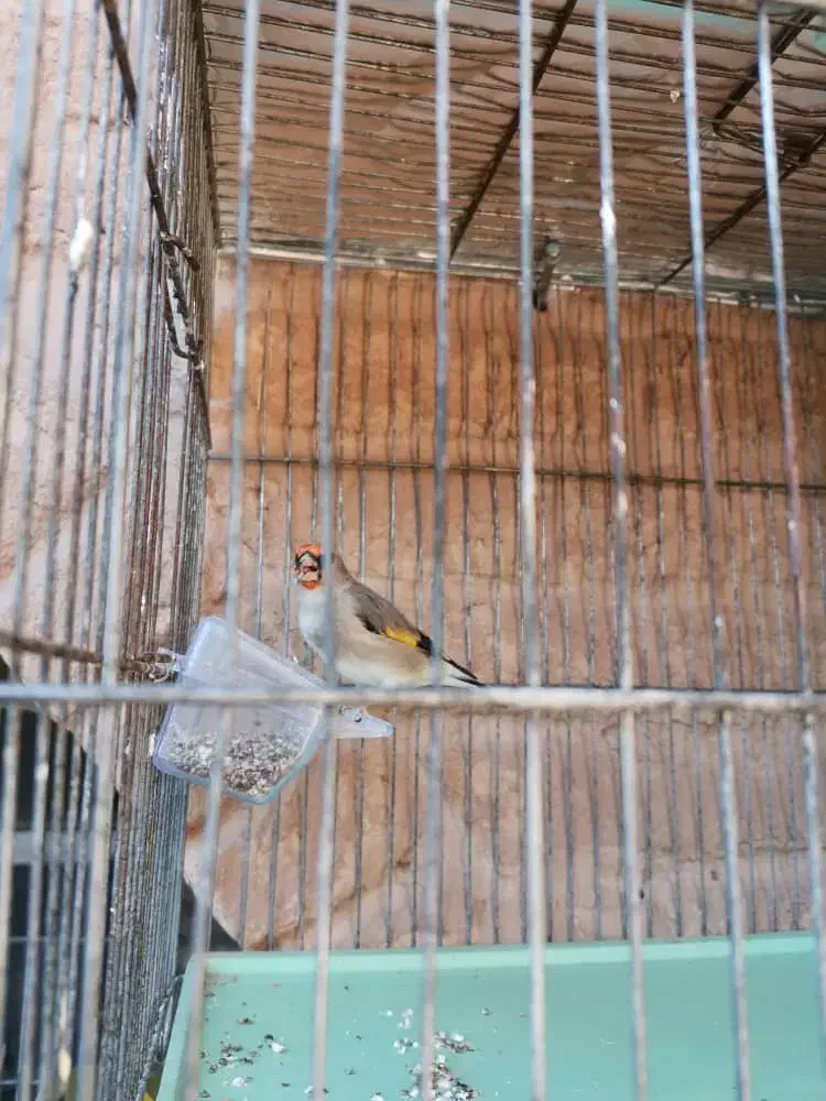 سقا معاوضه با قناری|پرنده|کرمان, |دیوار