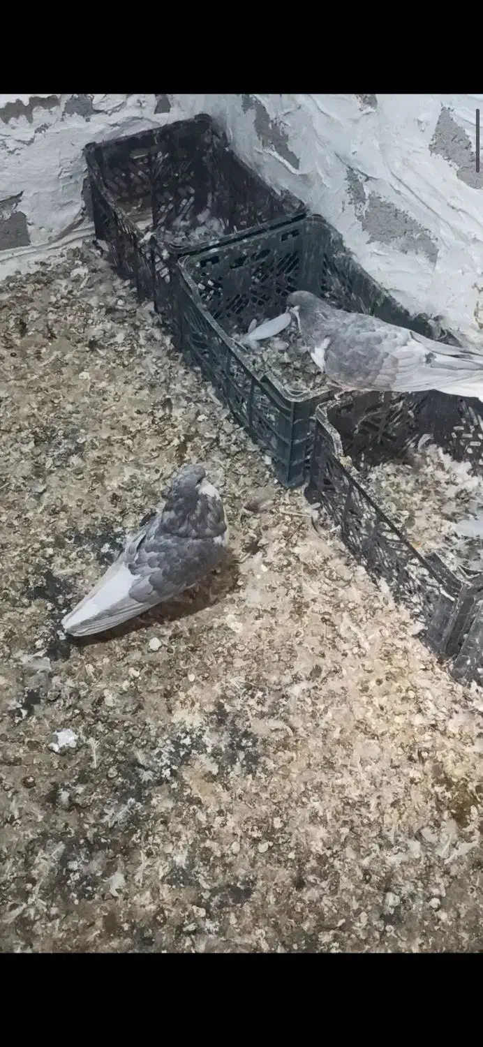 کفتر|پرنده|خنج, |دیوار