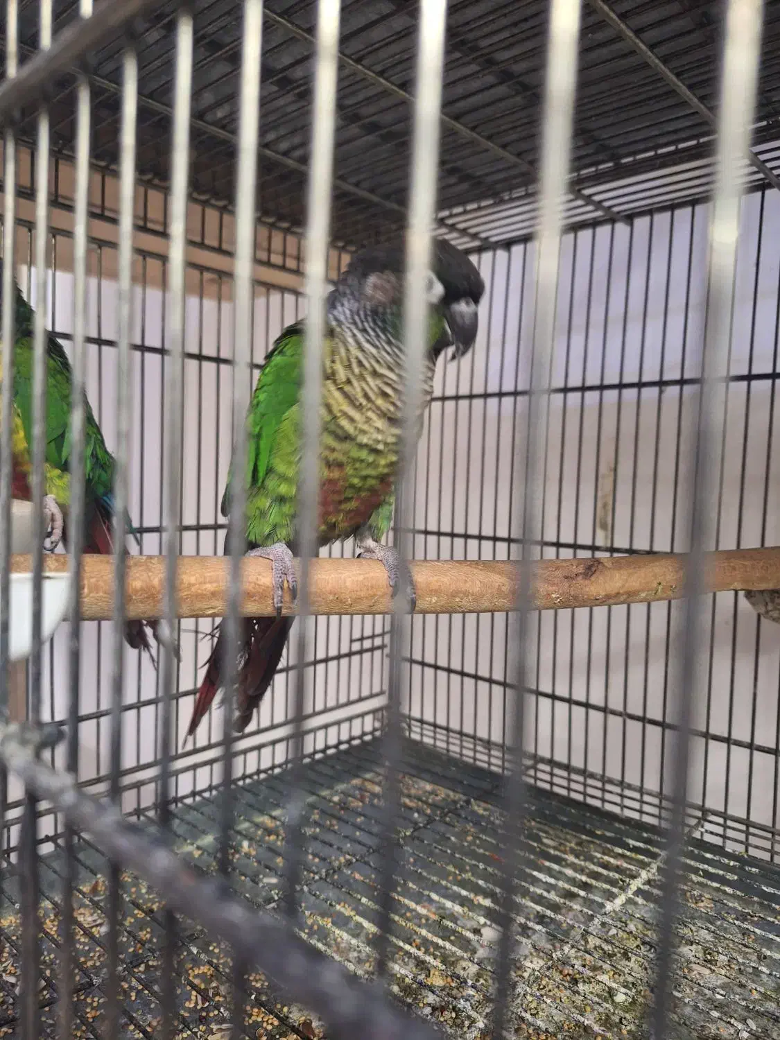 پرنده طوطی گرینجیک|پرنده|کاشان, فاز ۲ ناجی آباد|دیوار