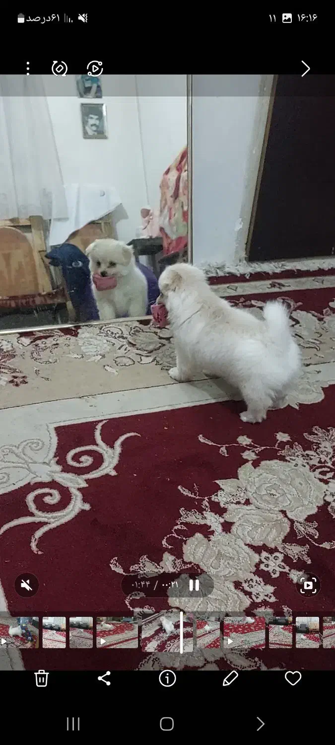 سگ پامرین|سگ|خرمدره, |دیوار