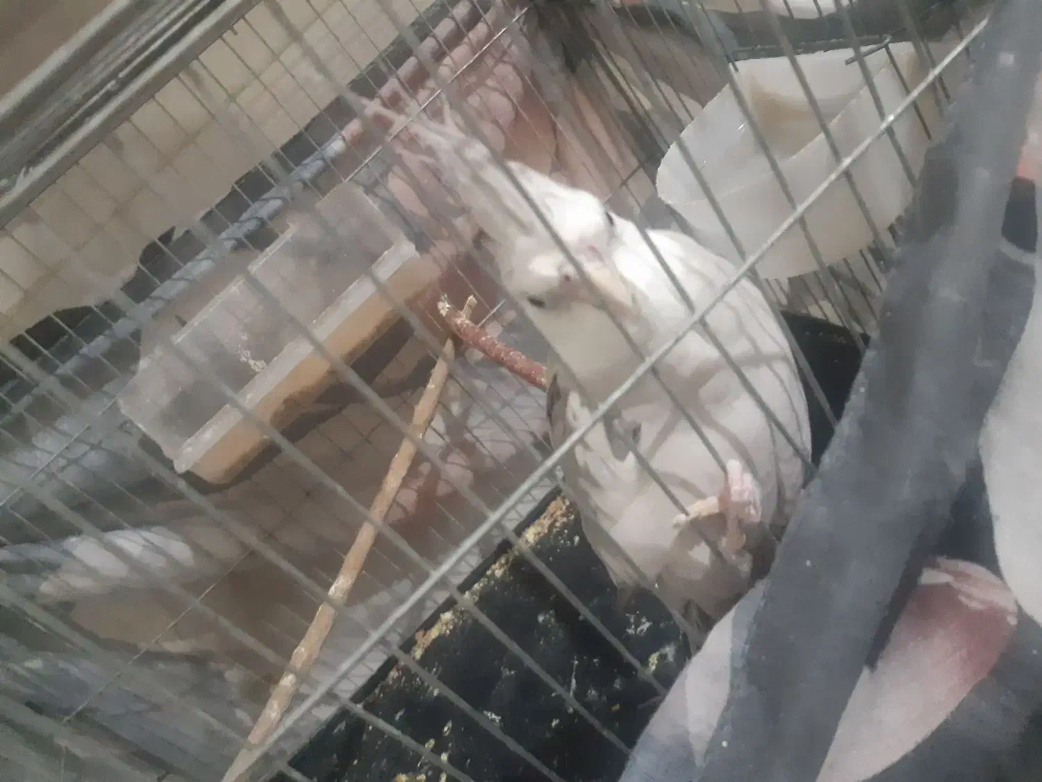 عروس هلندی|پرنده|پاکدشت, خاتون آباد|دیوار