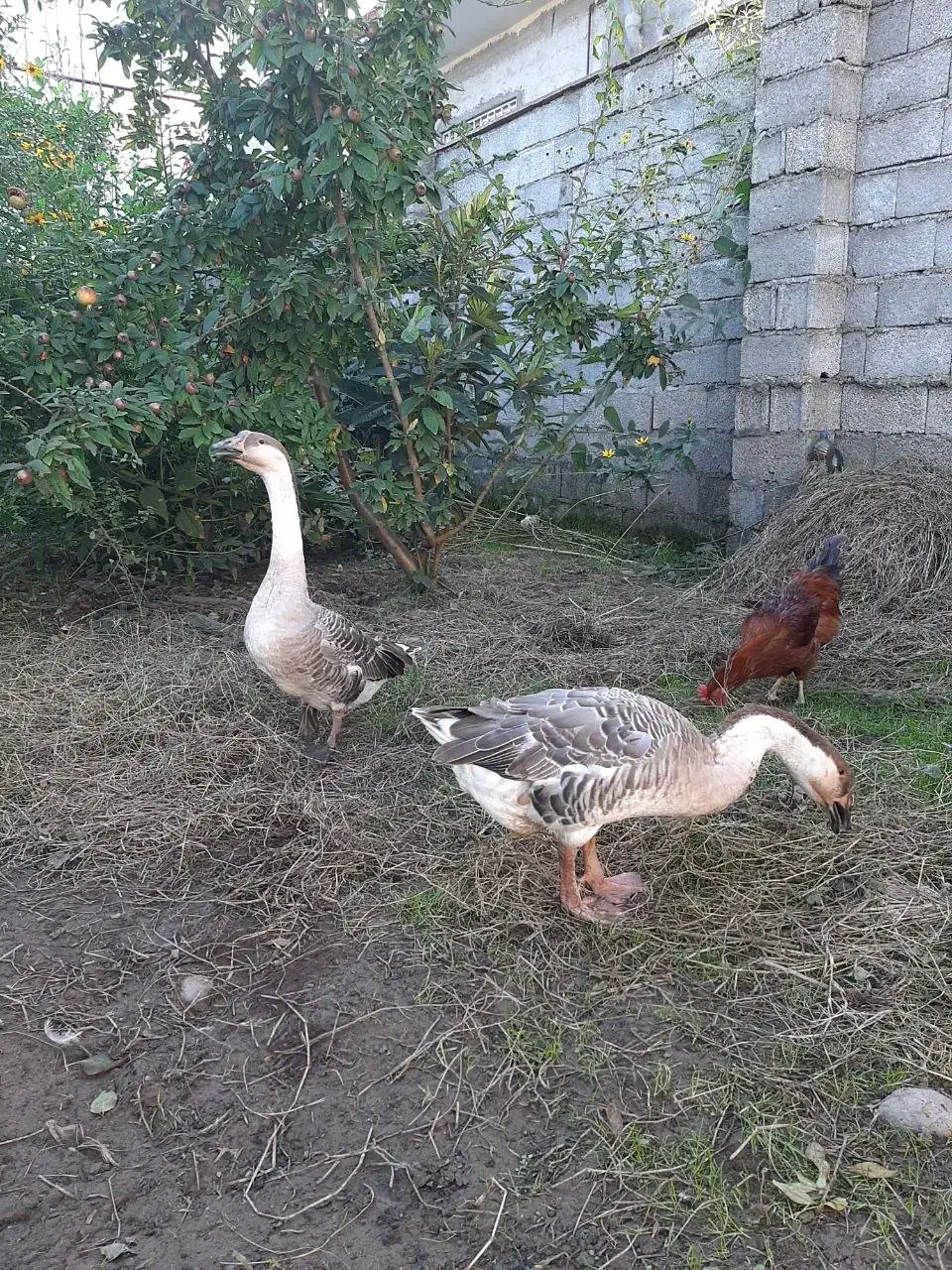 فروش قوغاز|حیوانات مزرعه|رشت, صفاری|دیوار