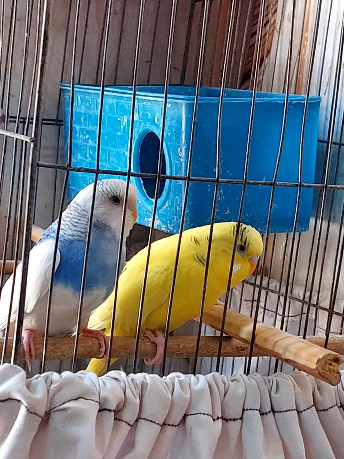 مرغ عشق|پرنده|ایرانشهر, |دیوار