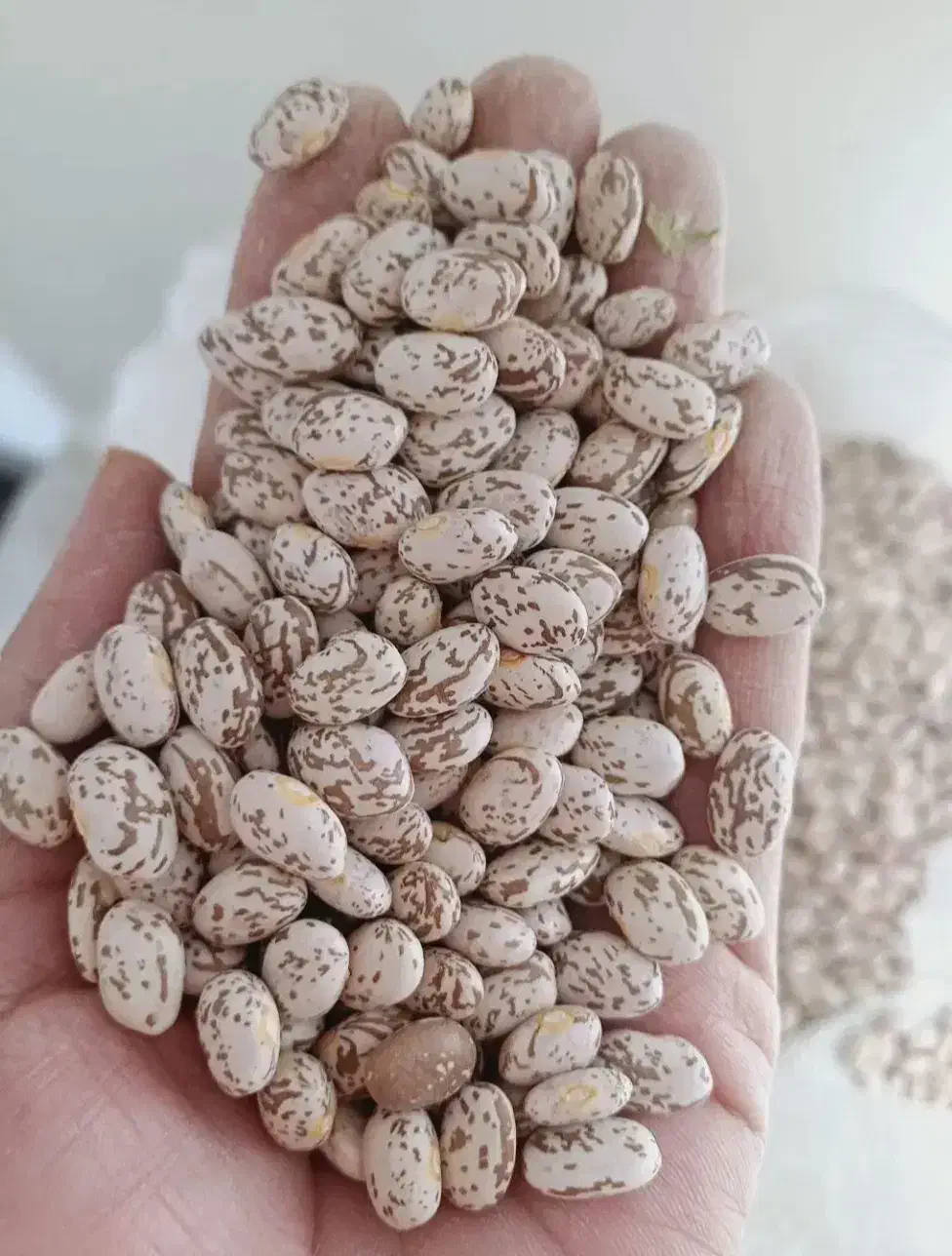 لوبیا چیتی|خوردنی و آشامیدنی|خرمآباد, |دیوار