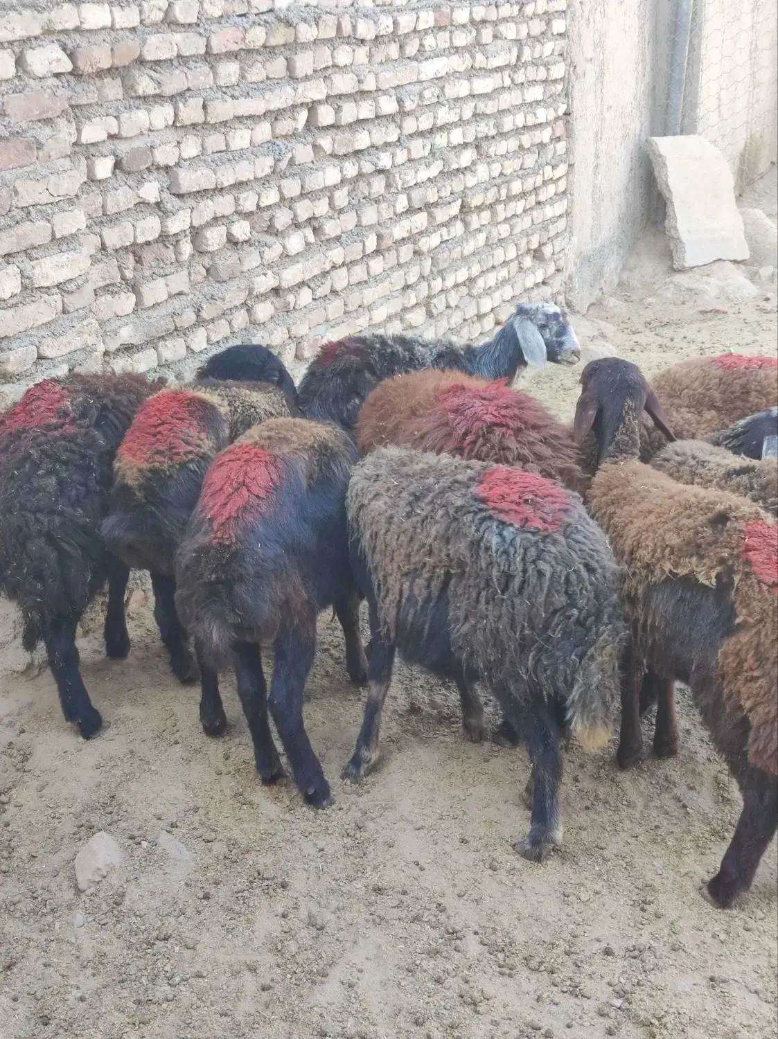 بره ماده های پای شیشک افشار و قزل افشار|حیوانات مزرعه|محمدیه-قزوین, |دیوار