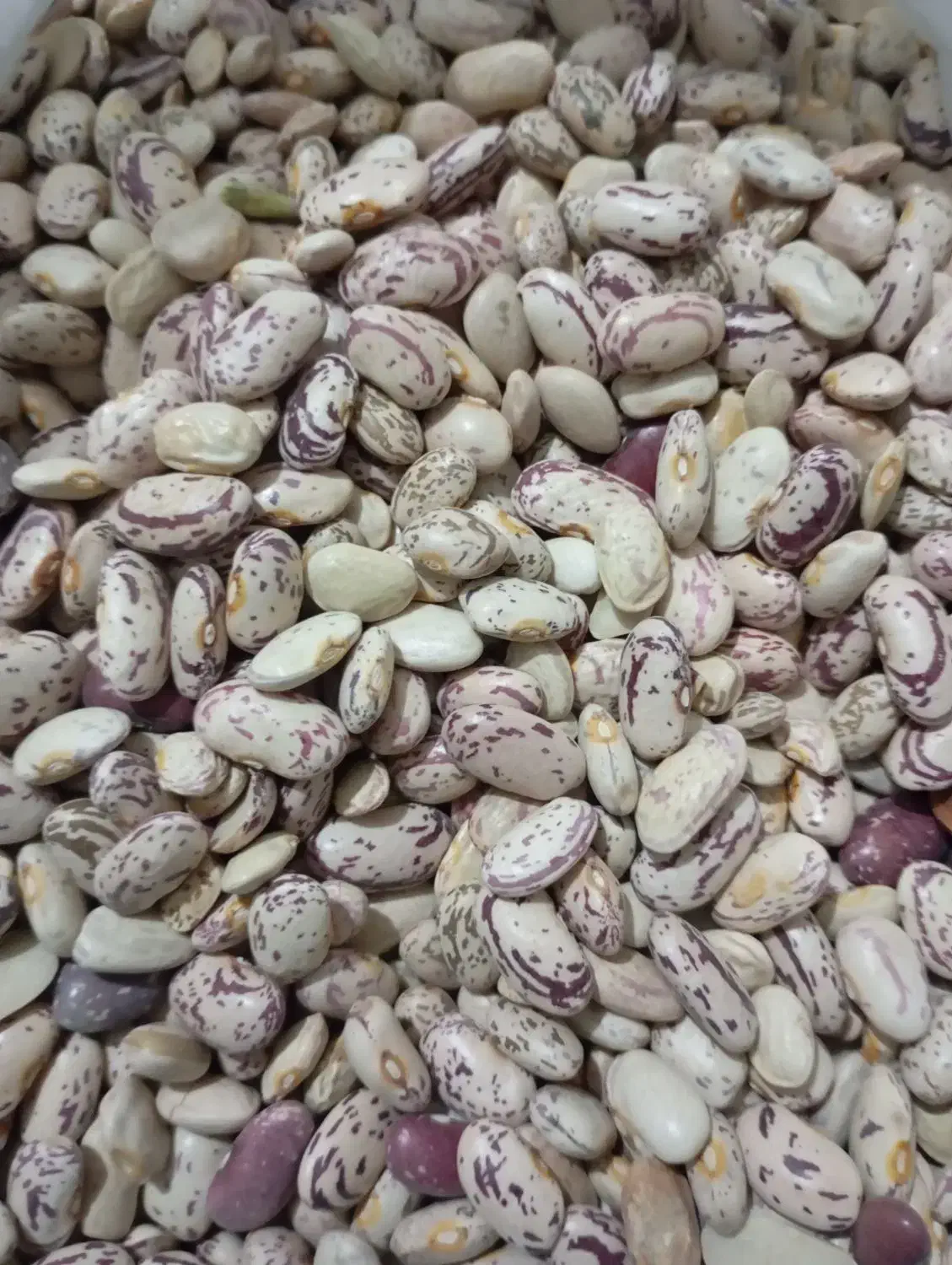 لوبیا چیتی درجه یک|عمدهفروشی|زاغه, |دیوار