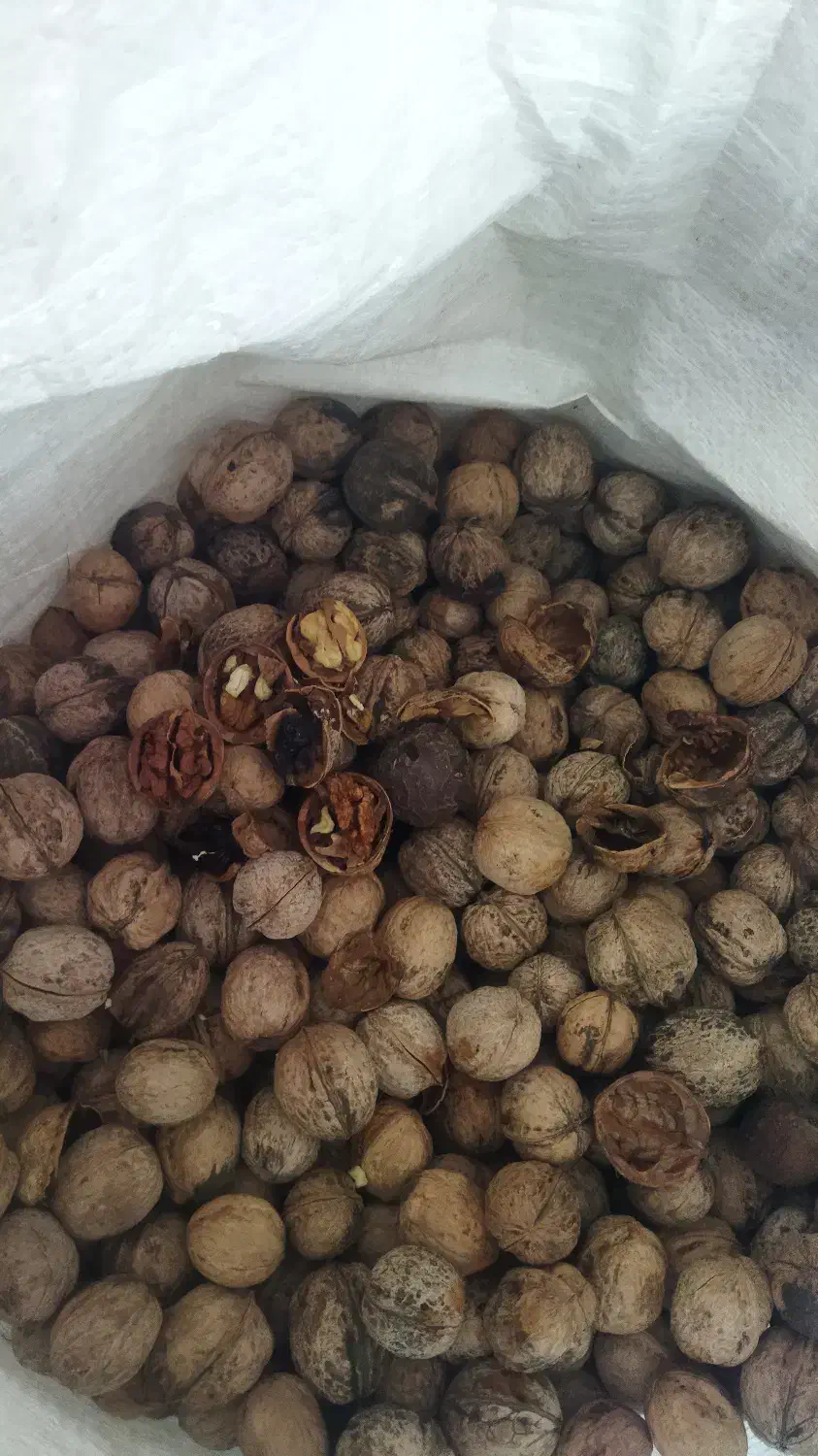 گردو کاغذی امسال کاملاً خشک خوش طعم|خوردنی و آشامیدنی|شاهین دژ, |دیوار