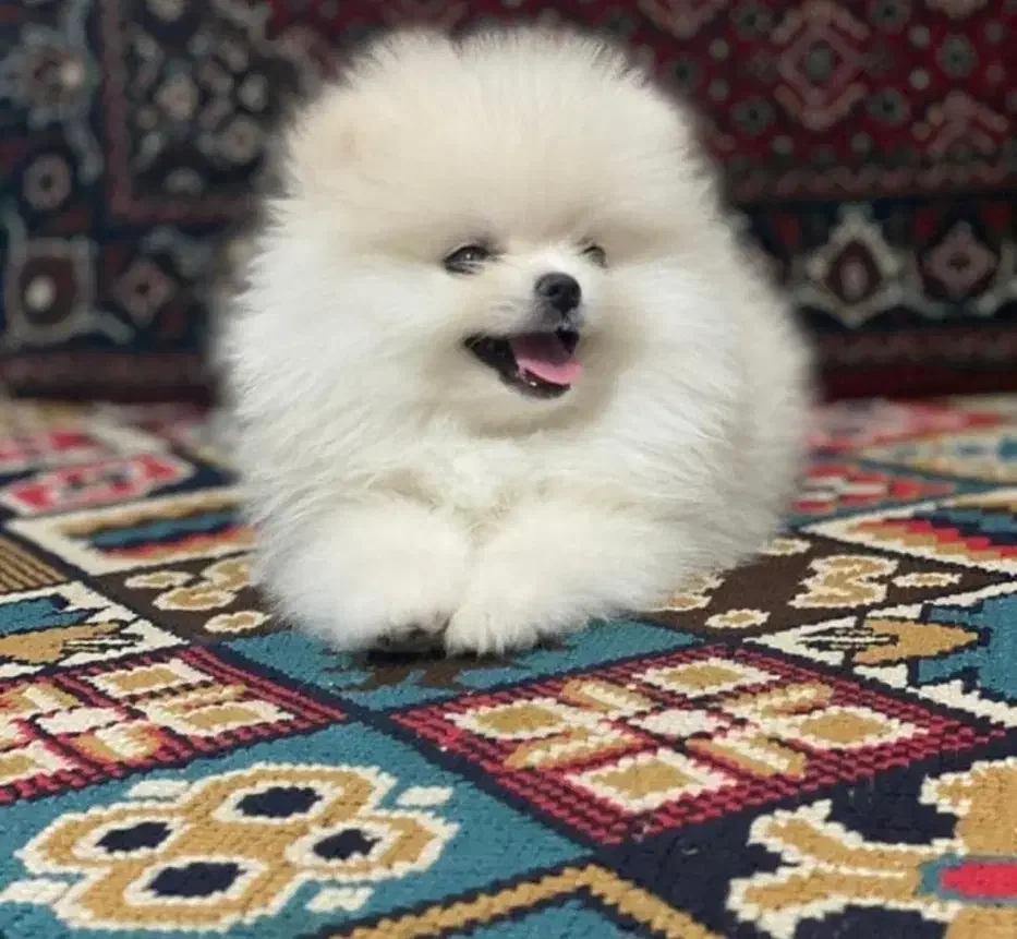 پرورش تخصصی سگ پامر خرسی در شیراز.پامرانین تیکاپ|سگ|شیراز, زند|دیوار