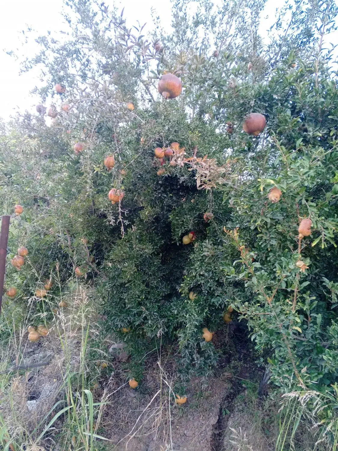 فروش زمین و باغ|فروش زمین و ملک کلنگی|سراب میمه, |دیوار