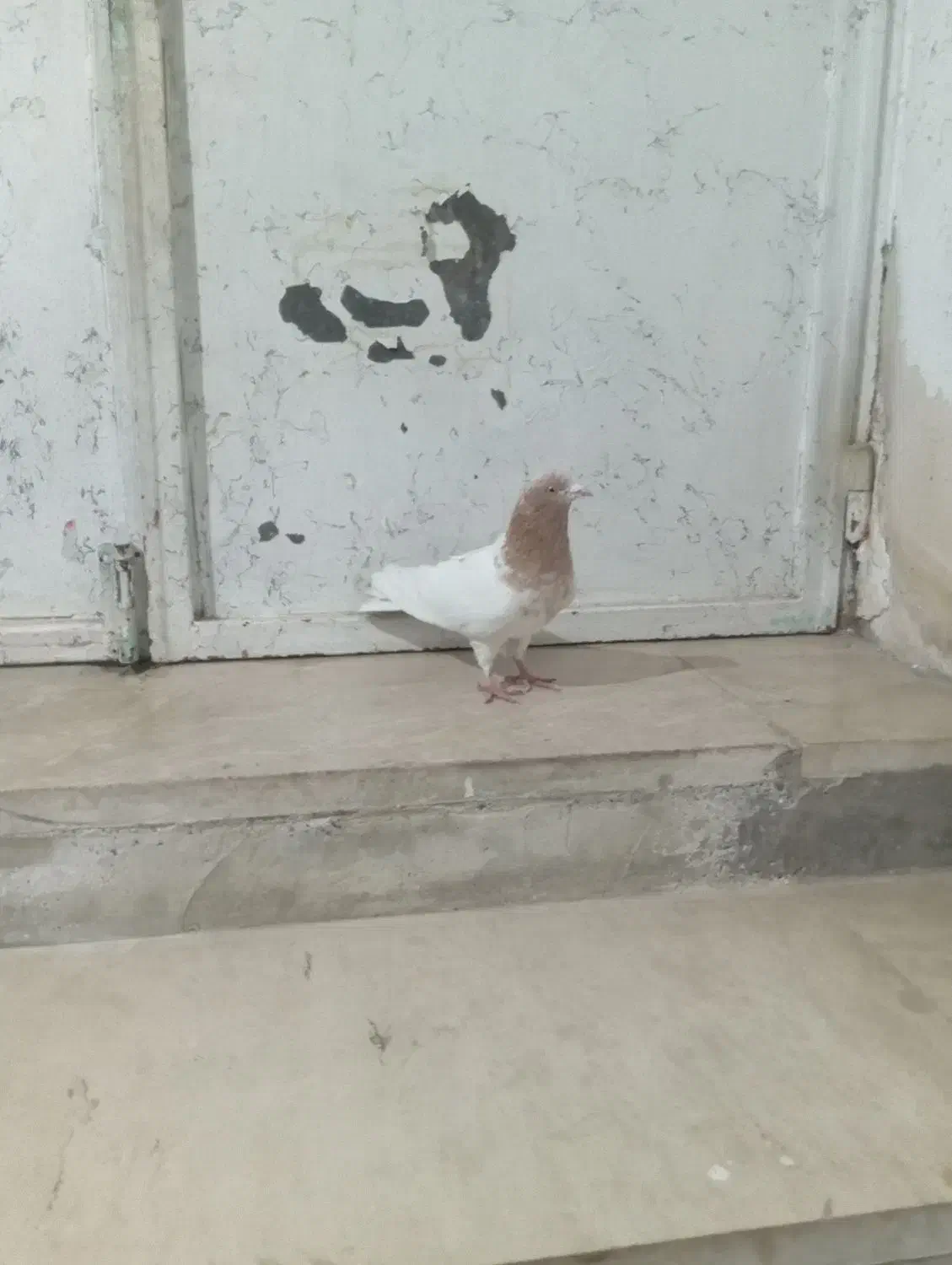 طوقی های درجه یک|پرنده|اردبیل, |دیوار