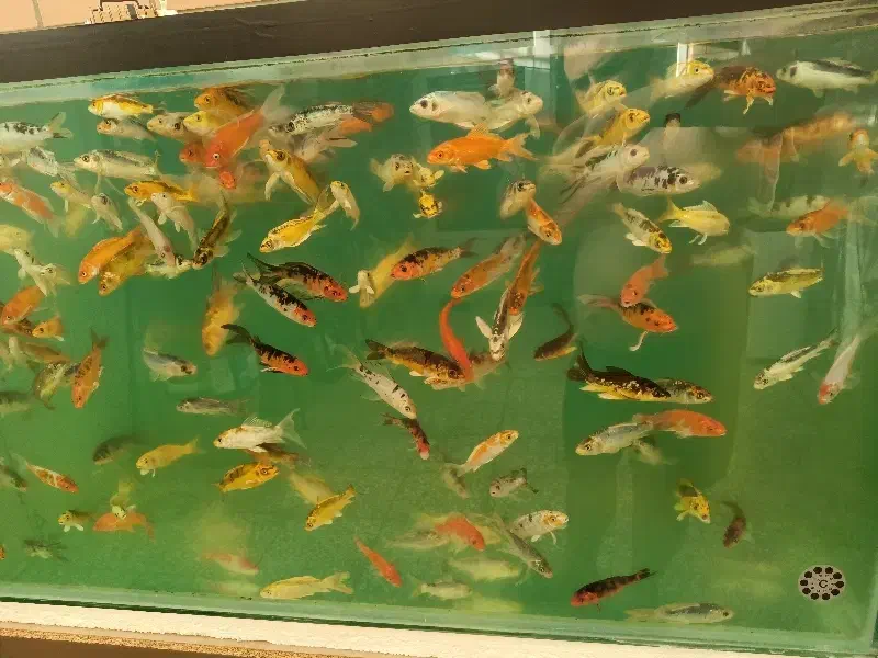 ماهی کوی سوپر باله|ماهی|اصفهان, باتون|دیوار