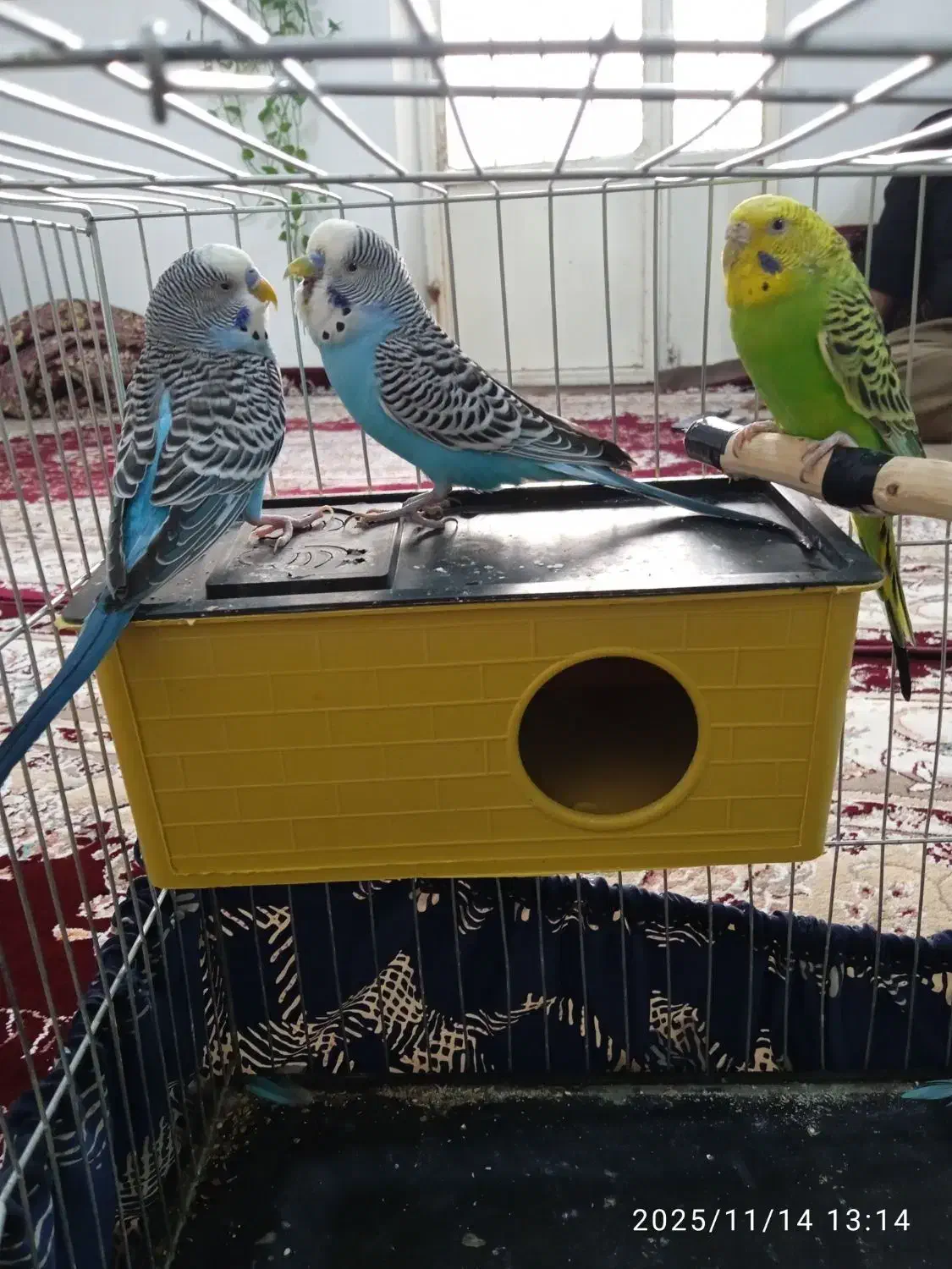 سه عد مرغ عشق|پرنده|سنندج, |دیوار