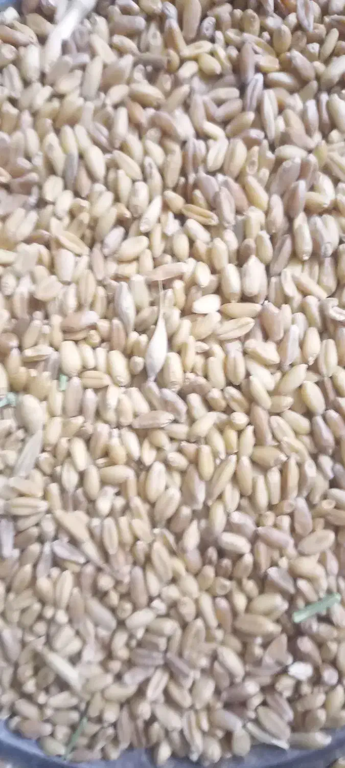 گندم فروشی|عمده‌فروشی|گرمخان, |دیوار