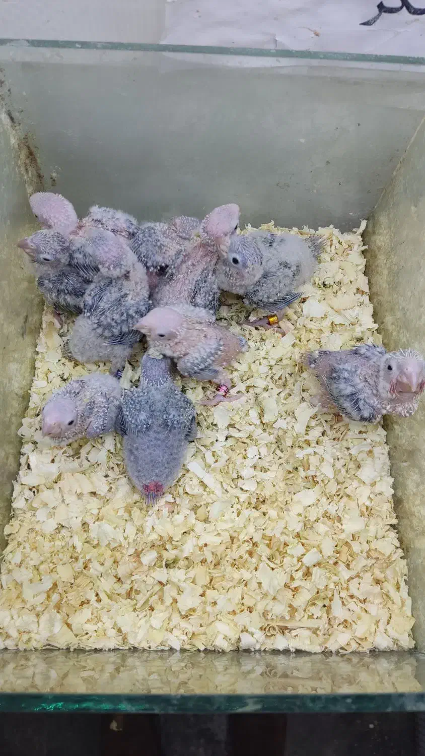 گرینچیک|پرنده|اندیشه, اندیشه فاز ۳|دیوار