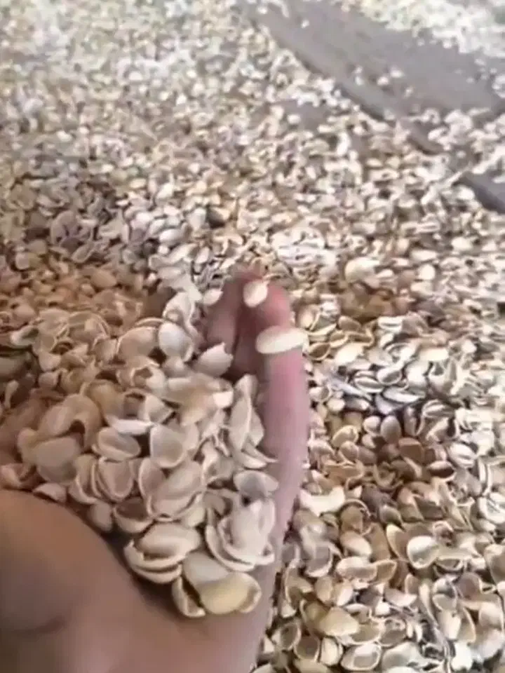 فروش تناژ پوست پسته خشک بادام درختی..گردو..|عمدهفروشی|دامغان, |دیوار