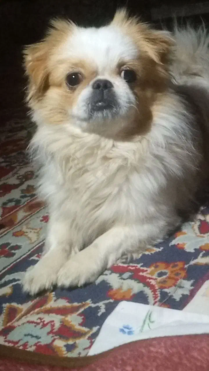 واگذاری سگ پیکینیز|سگ|فارسان, |دیوار