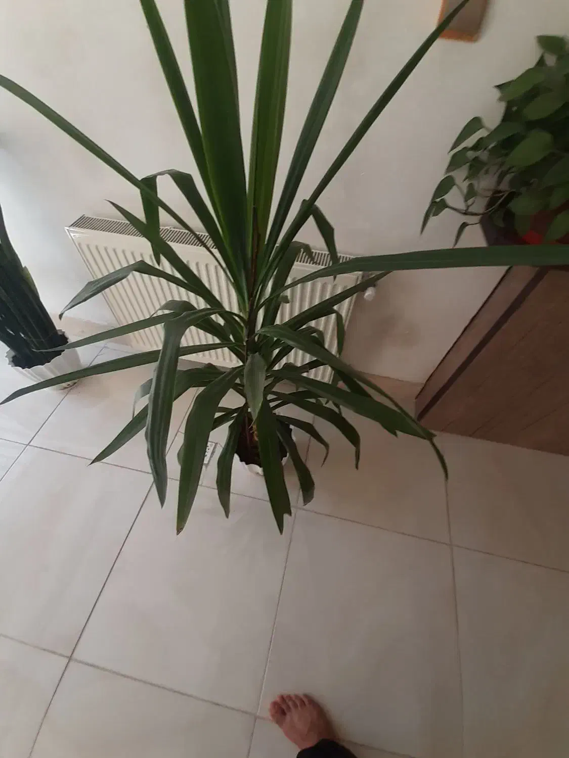 گل بزرگ و شیک|گل و گیاه طبیعی|فولادشهر, سایت صنعتی کاوه|دیوار