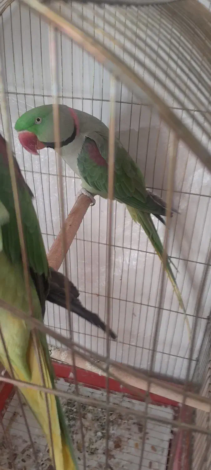 فروش شاه طوطی|پرنده|نقده, |دیوار