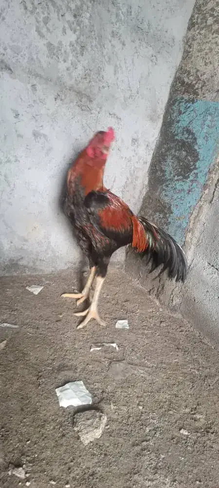 خروس|حیوانات مزرعه|میناب, |دیوار