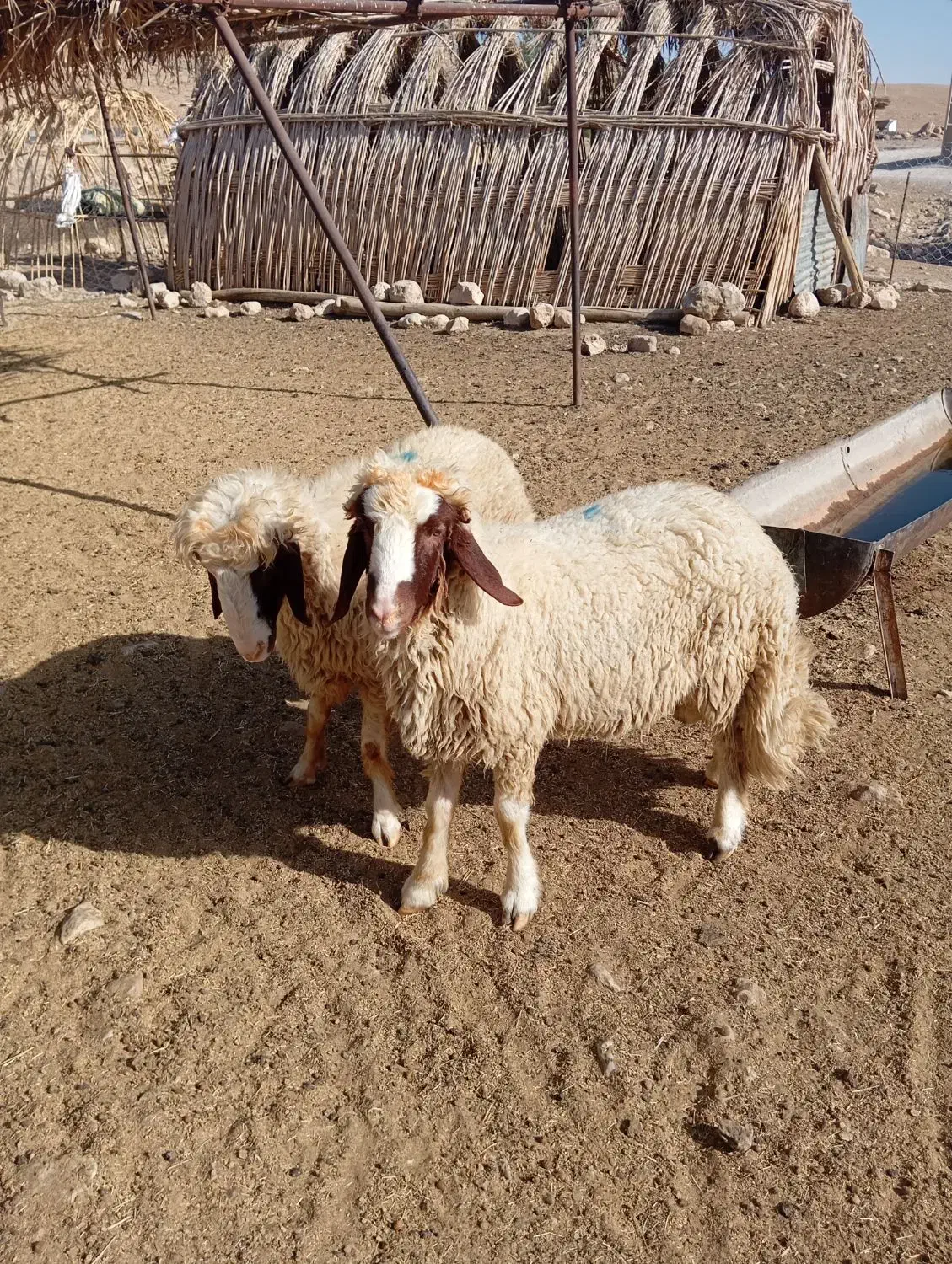 بره قوچ اصیل سنجابی بشرط|حیوانات مزرعه|گیلان غرب, |دیوار