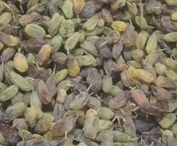 کشمش سبز|خوردنی و آشامیدنی|شیراز, کوشک میدان|دیوار