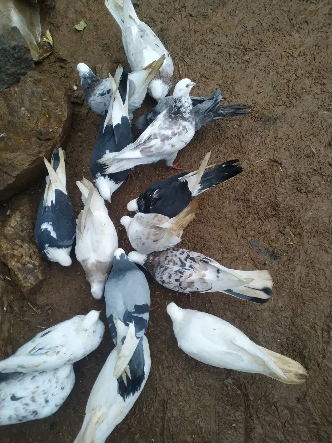 کبوتر پرشی|پرنده|بانه, |دیوار