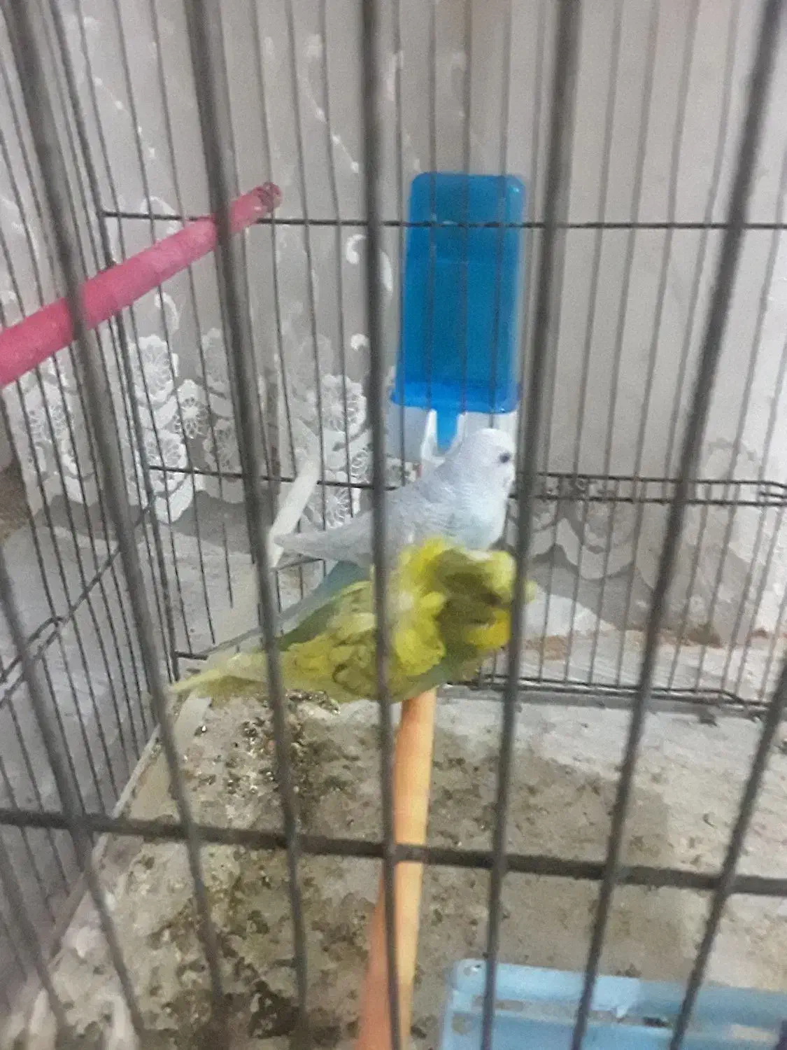 مرغ عشق|پرنده|تبریز, |دیوار