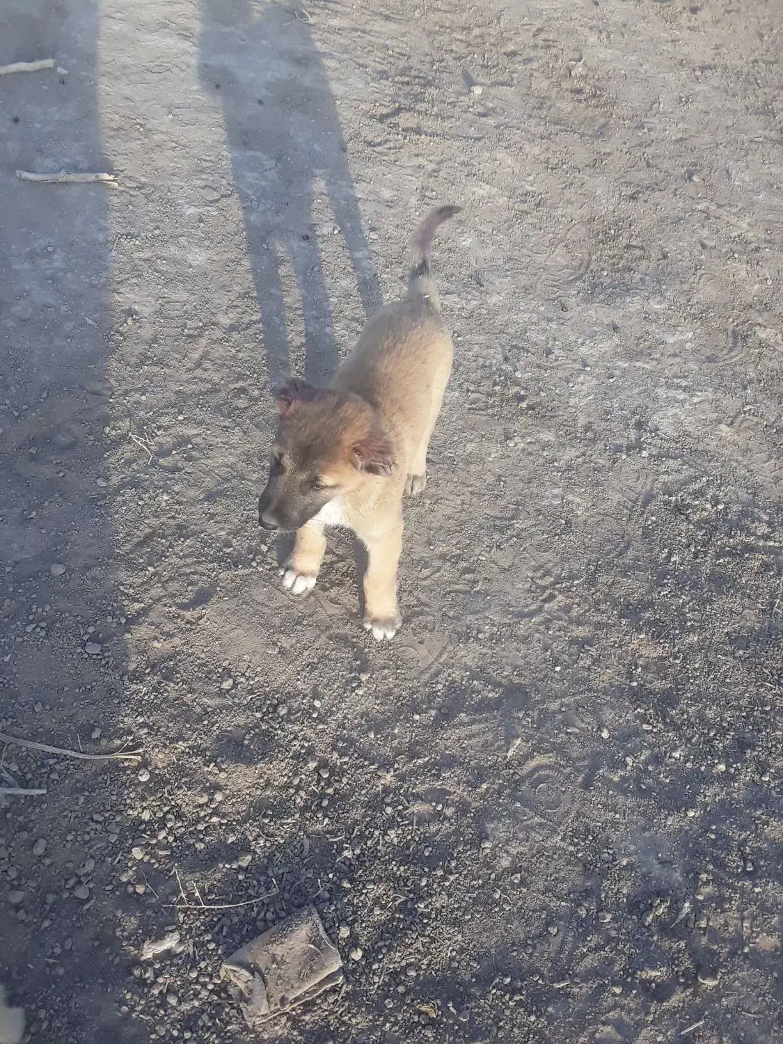 سگ خوب|سگ|سبزوار, قصبه شرقی|دیوار