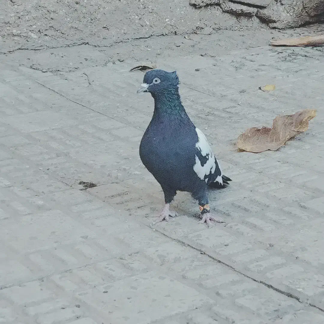 سینه سیاه|پرنده|فارسان, |دیوار