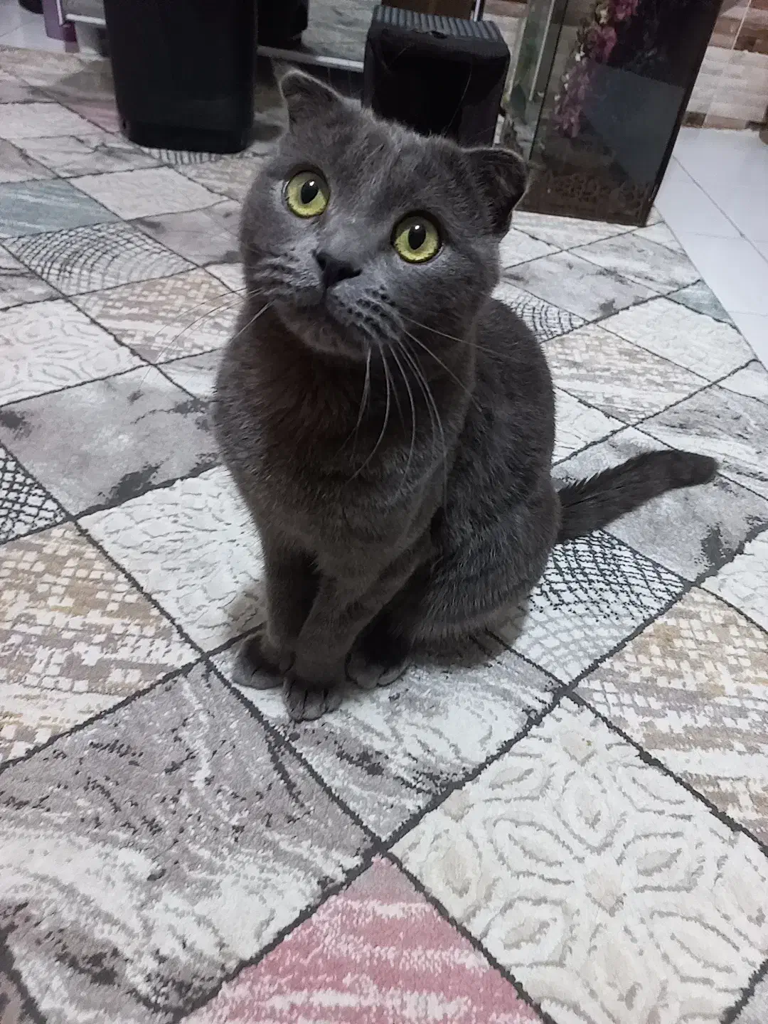 گربه جفت گیری نر|گربه|باسمنج, |دیوار