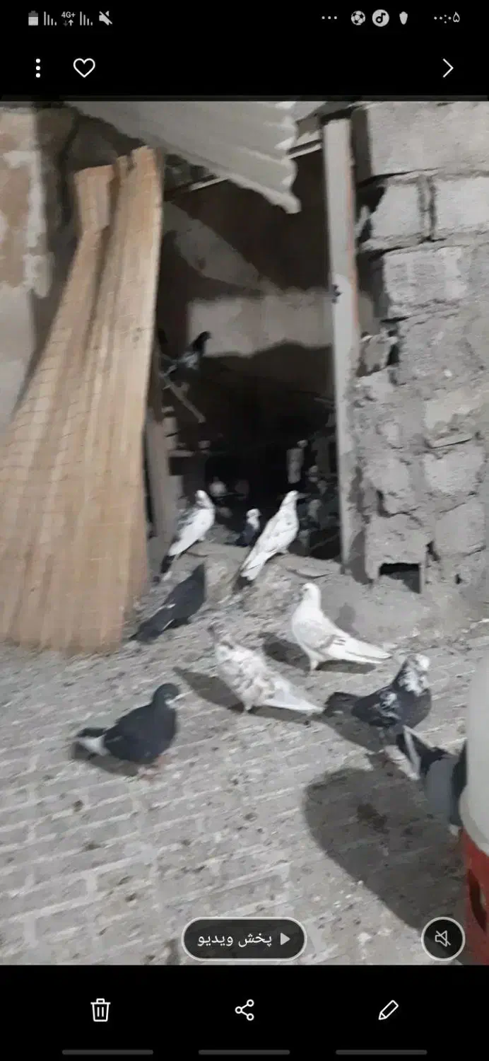 تخم مرغ نطفه دار|حیوانات مزرعه|رودهن, |دیوار