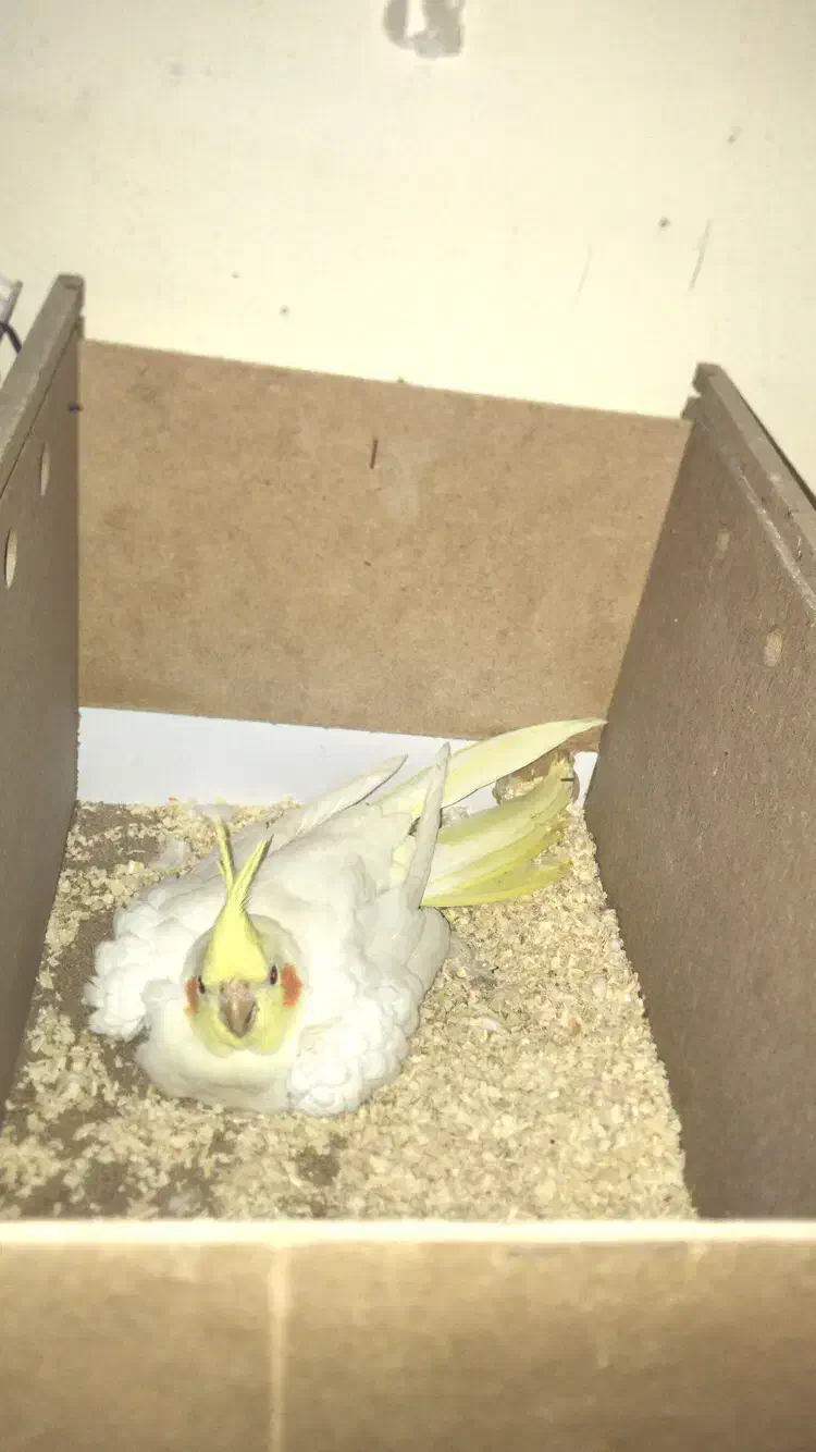 عروس هلندی|پرنده|چمران, |دیوار