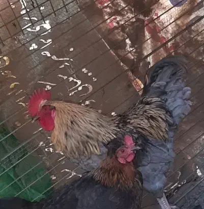 معاوضه مرغ با کبوتر مریض و کت|حیوانات مزرعه|چناران, |دیوار