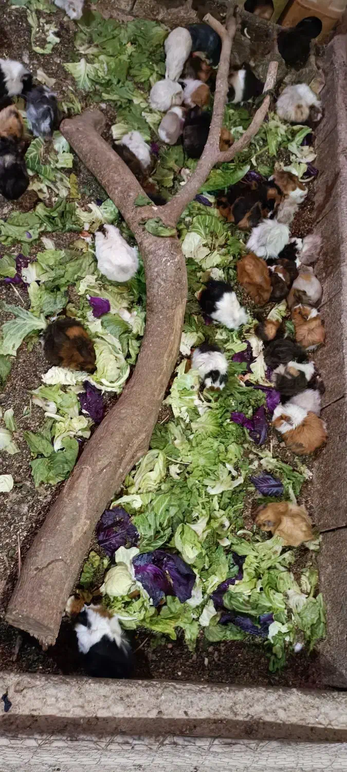 خوکچه هندی مو بلند . فشن . مو صاف|موش و خرگوش|اصفهان, رهنان|دیوار