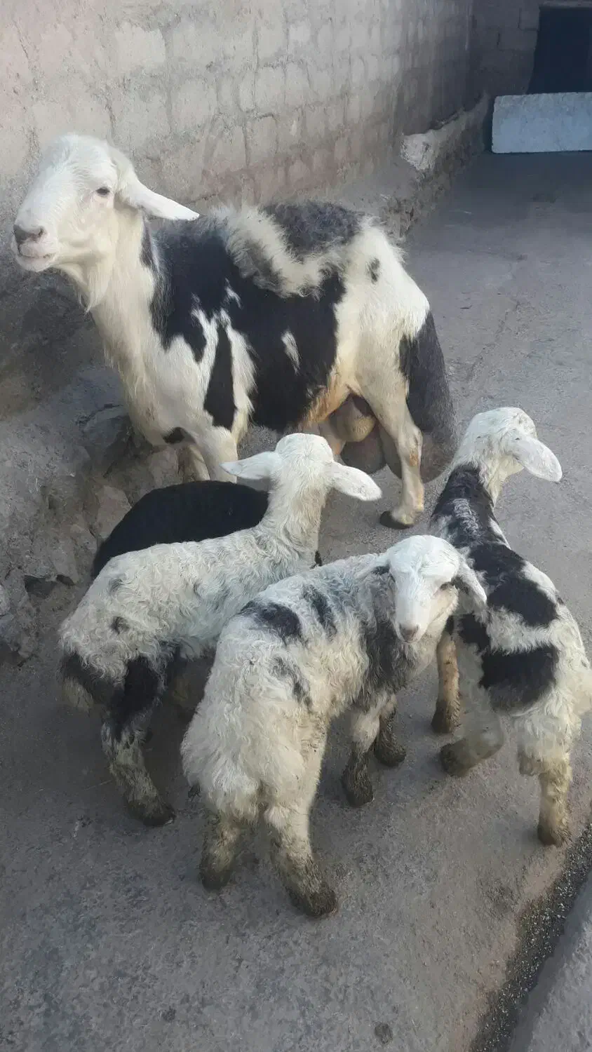 قوچ‌هرکول  پلنگی ۲سالنیم|حیوانات مزرعه|دینور, |دیوار