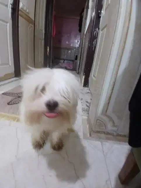 سگ شیتزوتریر|سگ|اهواز, سپیدار|دیوار