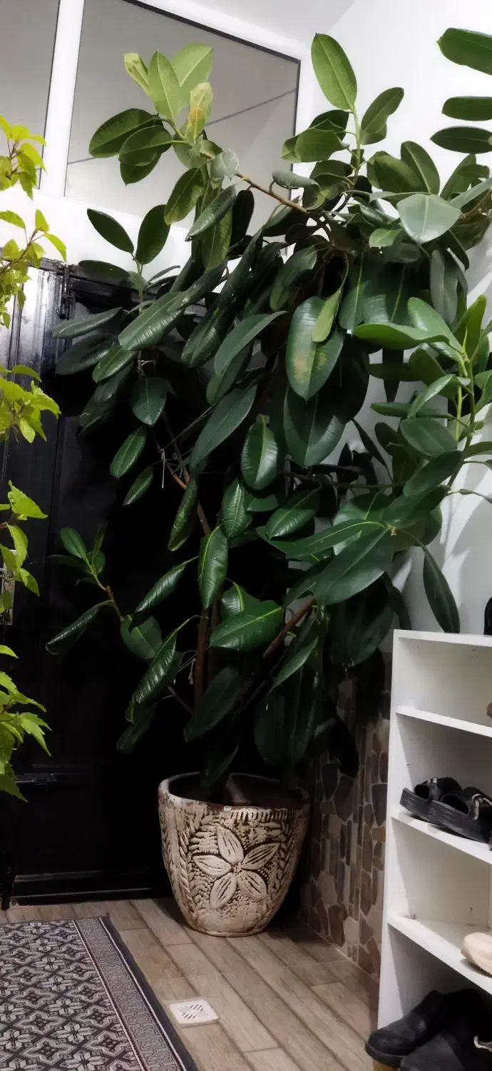 گل وگیاه|گل و گیاه طبیعی|سیلوانه, |دیوار