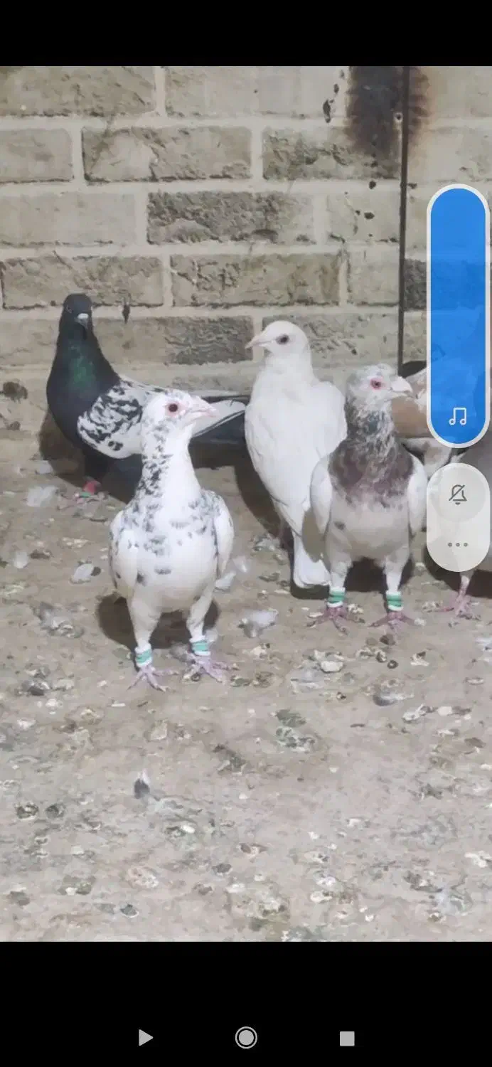 کبوتر پرشی|پرنده|تاکستان, |دیوار