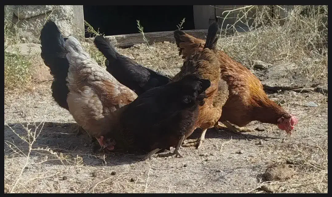 مرغ محلی|حیوانات مزرعه|گلمکان, |دیوار