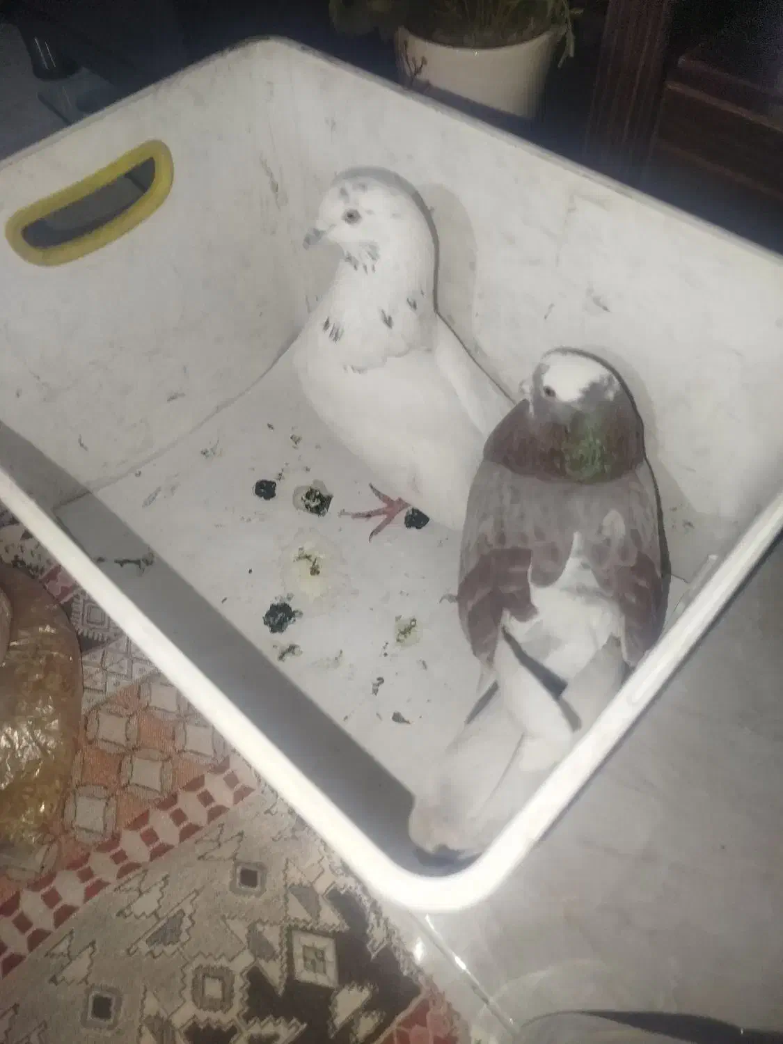 کفتر جفت|پرنده|تهران, شهرک صادقیه|دیوار