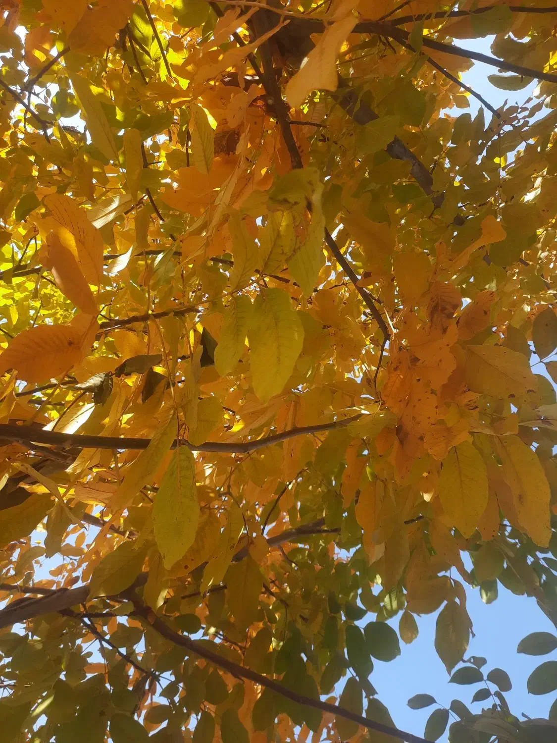 وام ازدواج فروشی|خدمات مالی، حسابداری، بیمه|جوانرود, |دیوار