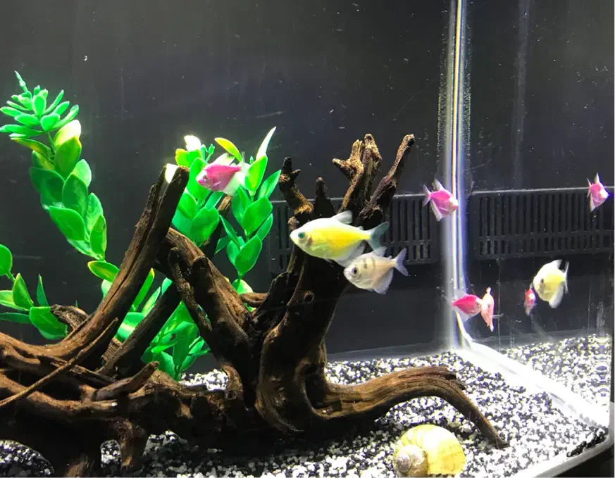 آکواریوم شرکتی دلسا|ماهی|قم, حنیف نژاد|دیوار