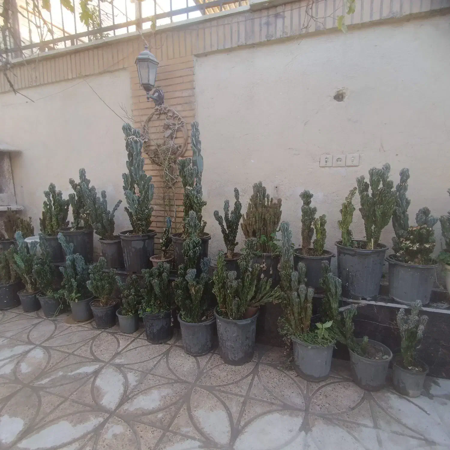 گل کاکتوس صخره ای|گل و گیاه طبیعی|اندیشه, اندیشه فاز ۵|دیوار