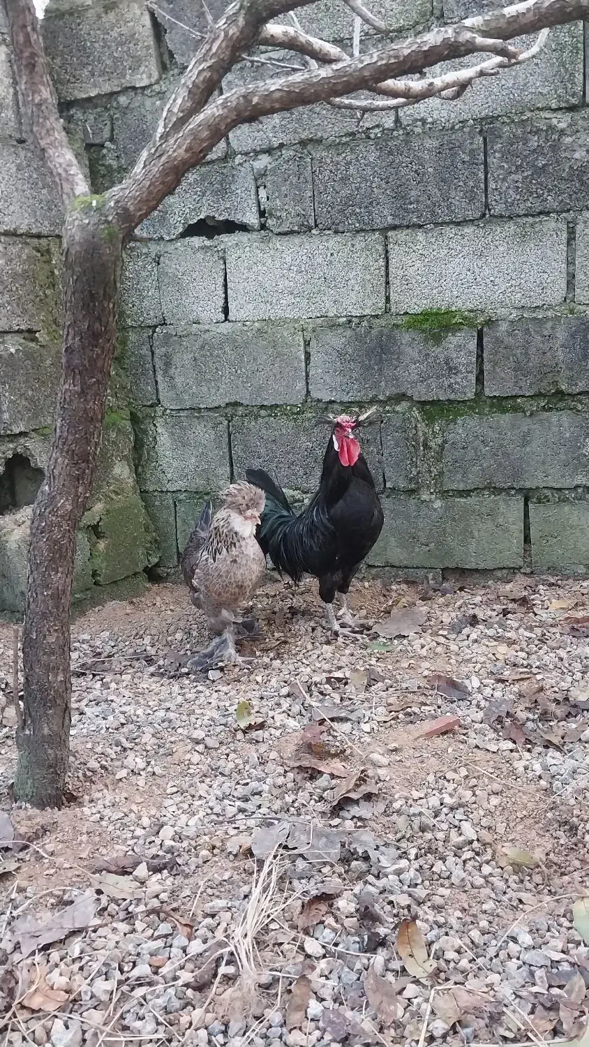 مرغ سلطان|حیوانات مزرعه|پره‌سر, |دیوار