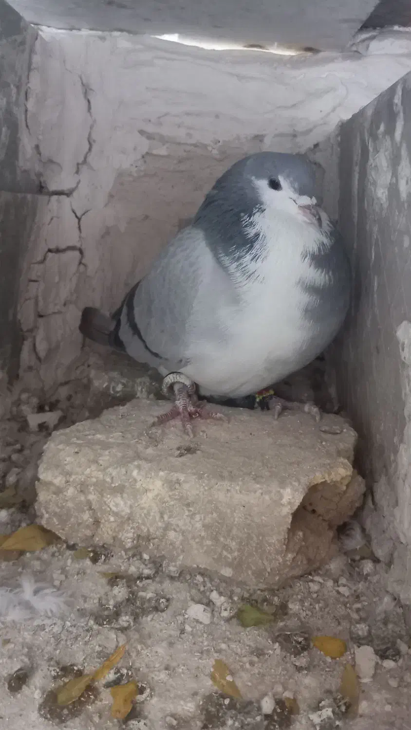 ۲ تا نر دمگیر مست مست|پرنده|خمینی‌شهر, |دیوار