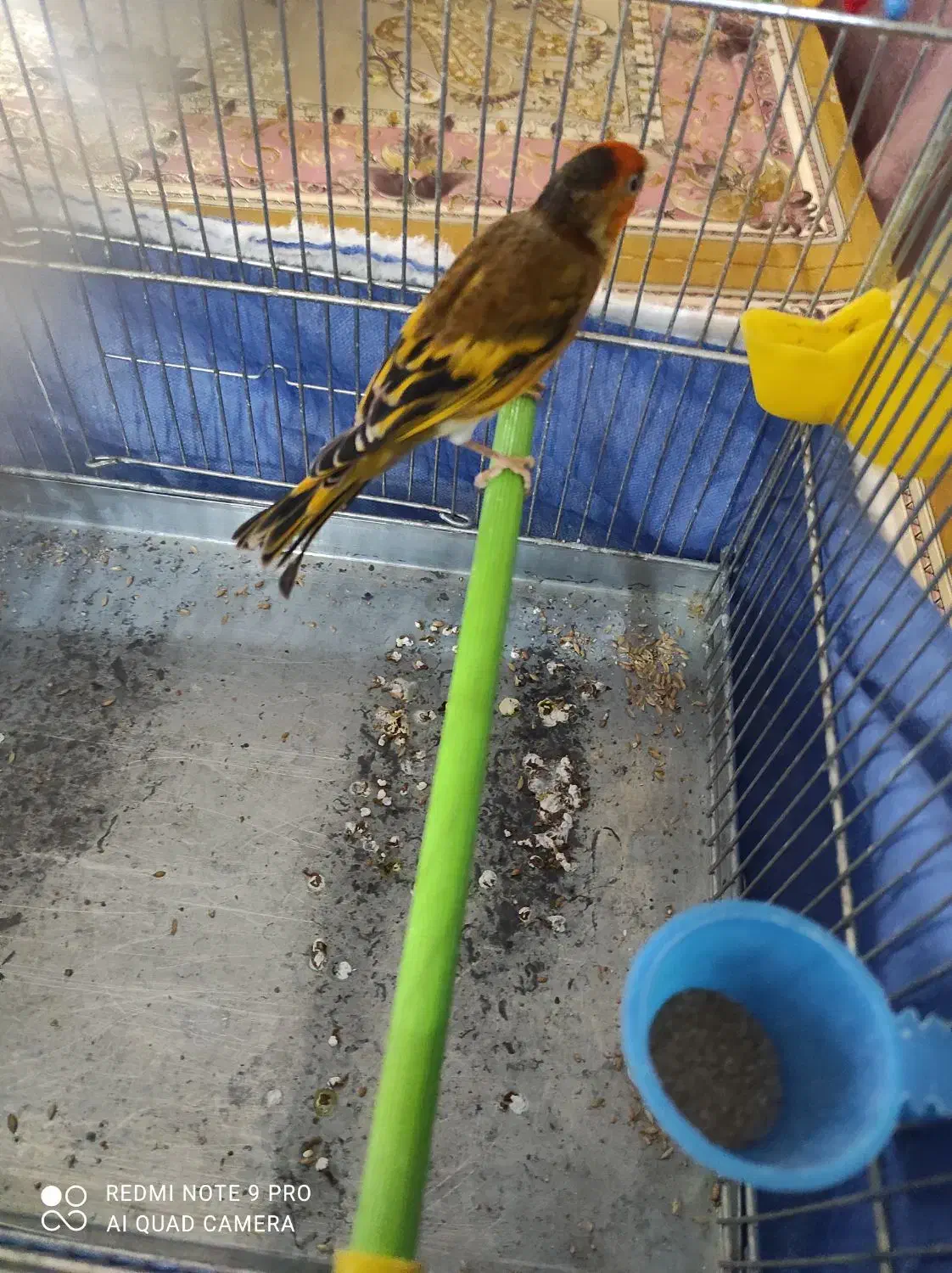 سهره قناری لرخوان|پرنده|ایلام, |دیوار