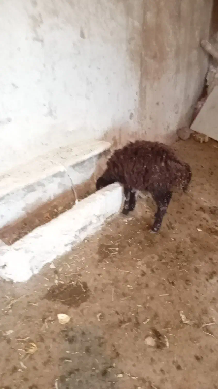 گوسفند‌ماده|حیوانات مزرعه|ایجرود, |دیوار