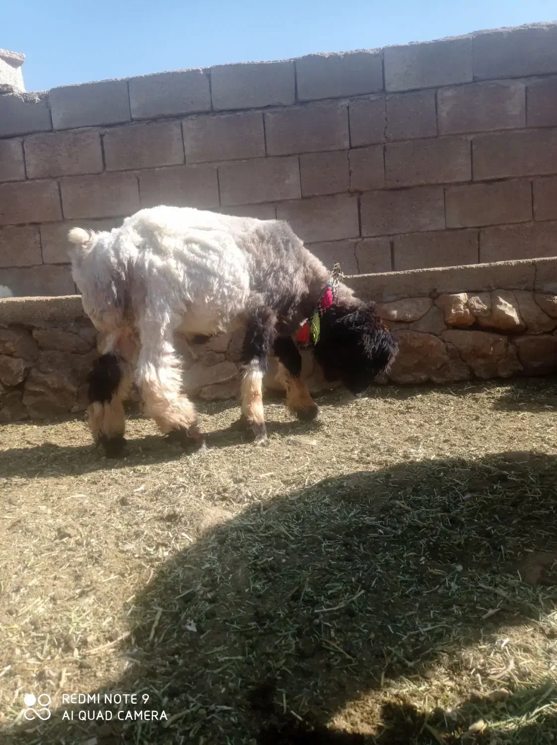 بره قوچ نرمیش میش|حیوانات مزرعه|کوهرنگ, |دیوار